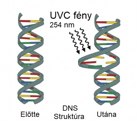 UVC fény hatása a mikroorganizmusok DNS-ére