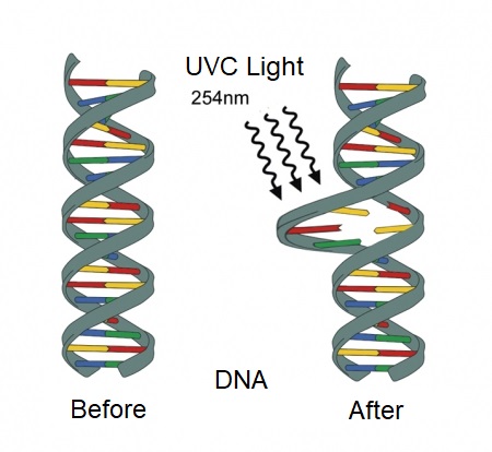 UVC light effect on DNA